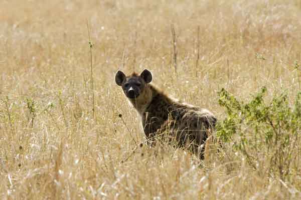 Hiena Manchada - reserva nacional de Masai Mara - Kenia.jpg